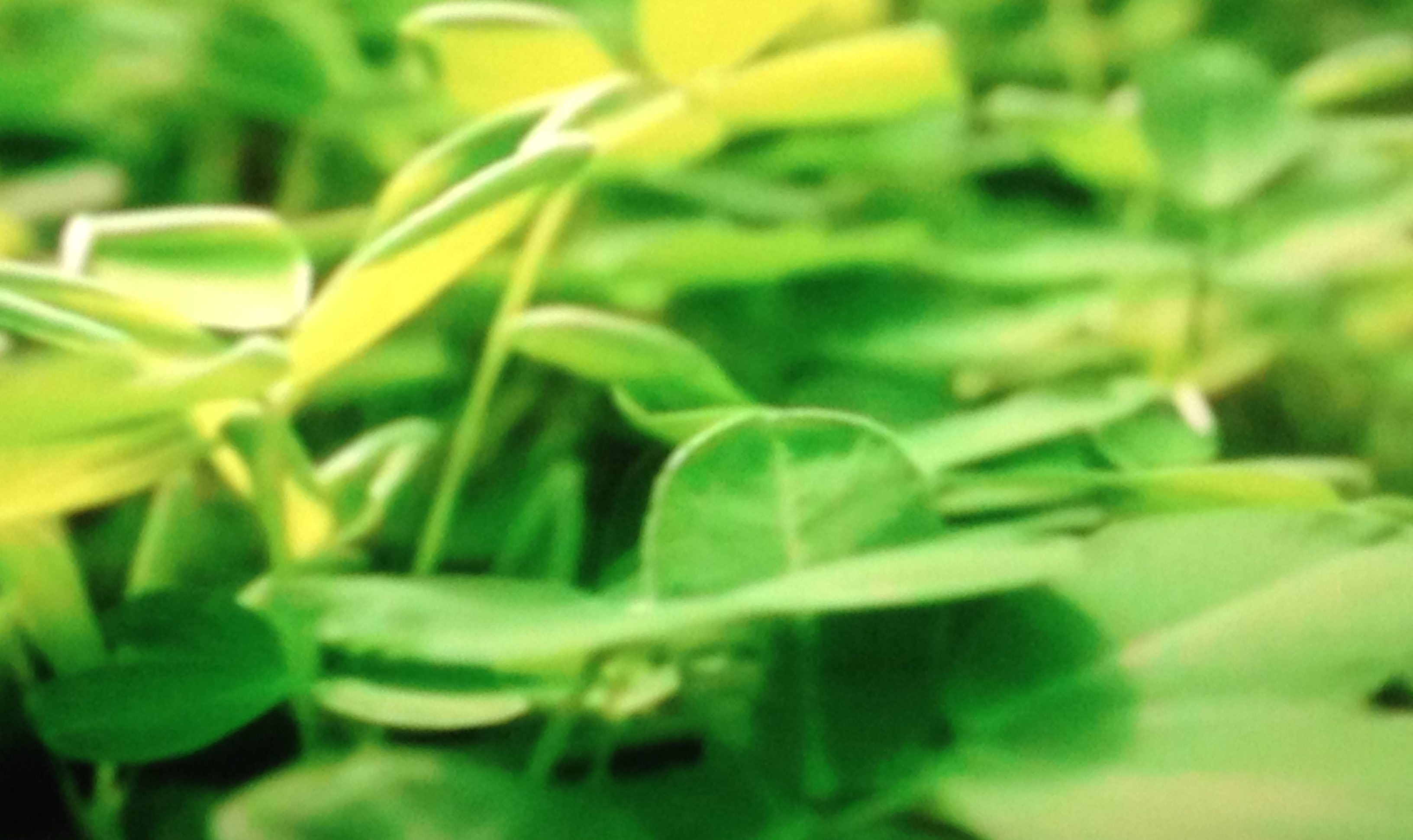 "Satisfying too" - close-up of green plants in garden